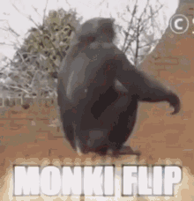 macaco