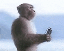 gif macaco